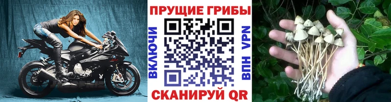 Псилоцибиновые грибы Psilocybine cubensis  Фатеж 